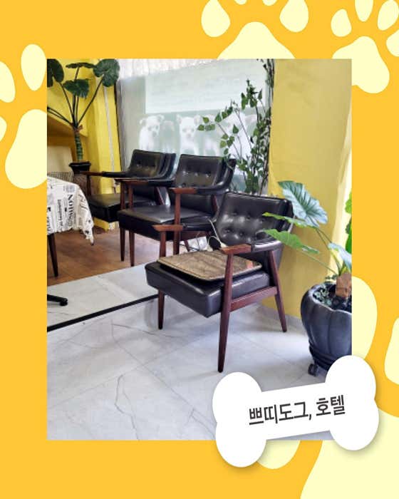 쁘띠도그 산수2호점 · 네이버 지도·플레이스 7