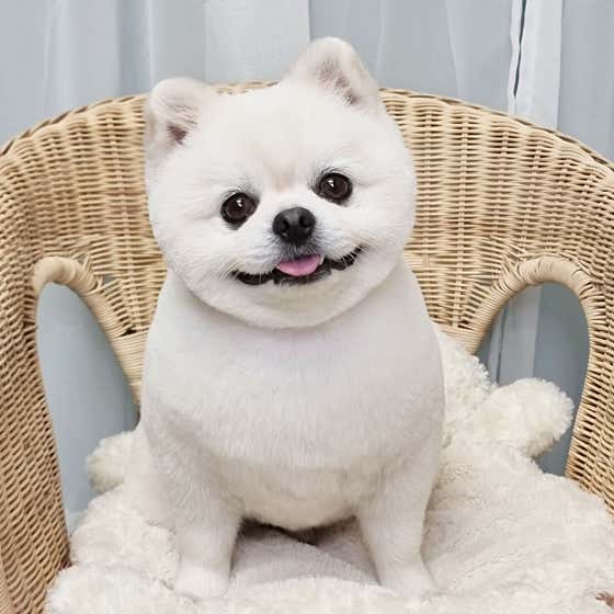 펫살롱 · 네이버 지도·플레이스 8