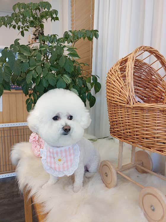 베베펫살롱 · 네이버 지도·플레이스 7