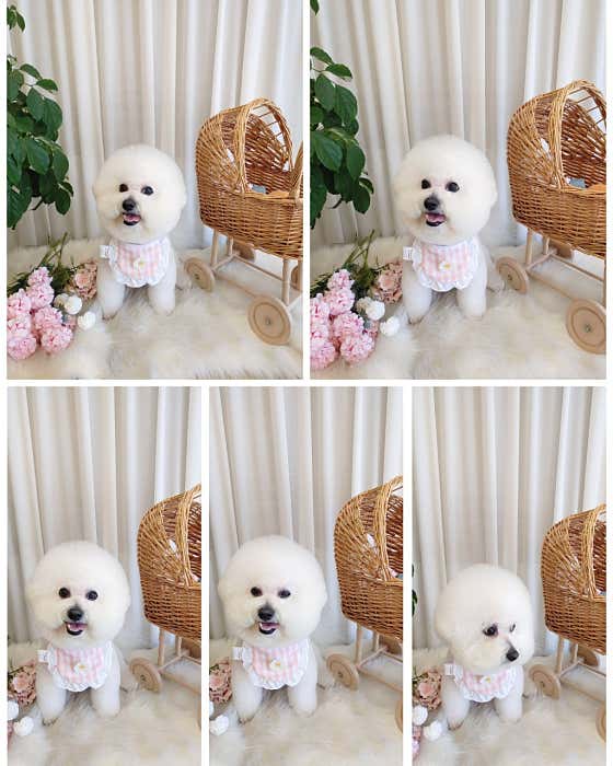 베베펫살롱 · 네이버 지도·플레이스 3