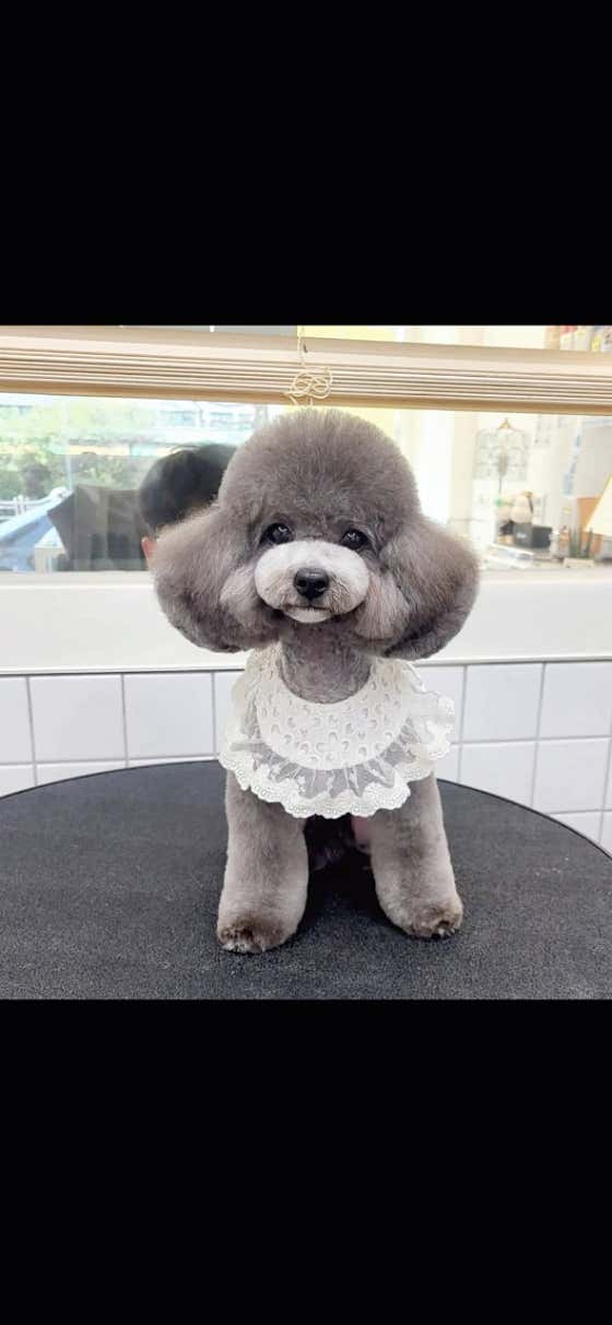 펫살롱 후추네 · 네이버 지도·플레이스 9