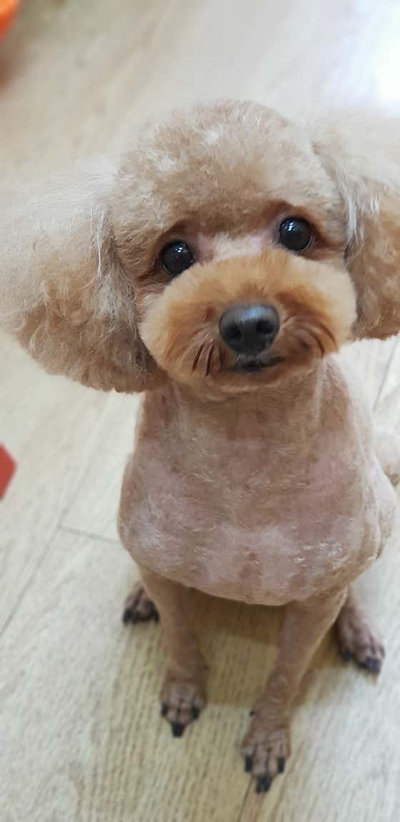 강아지미용실 · 네이버 지도·플레이스 5