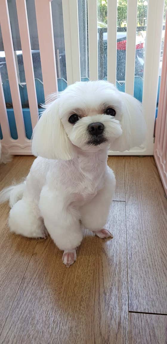 강아지미용실 · 네이버 지도·플레이스 4