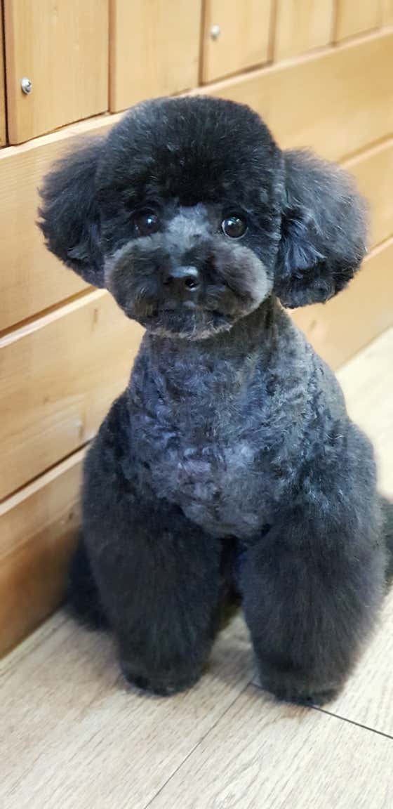 강아지미용실 · 네이버 지도·플레이스 3