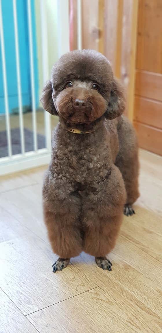 강아지미용실 · 네이버 지도·플레이스 2