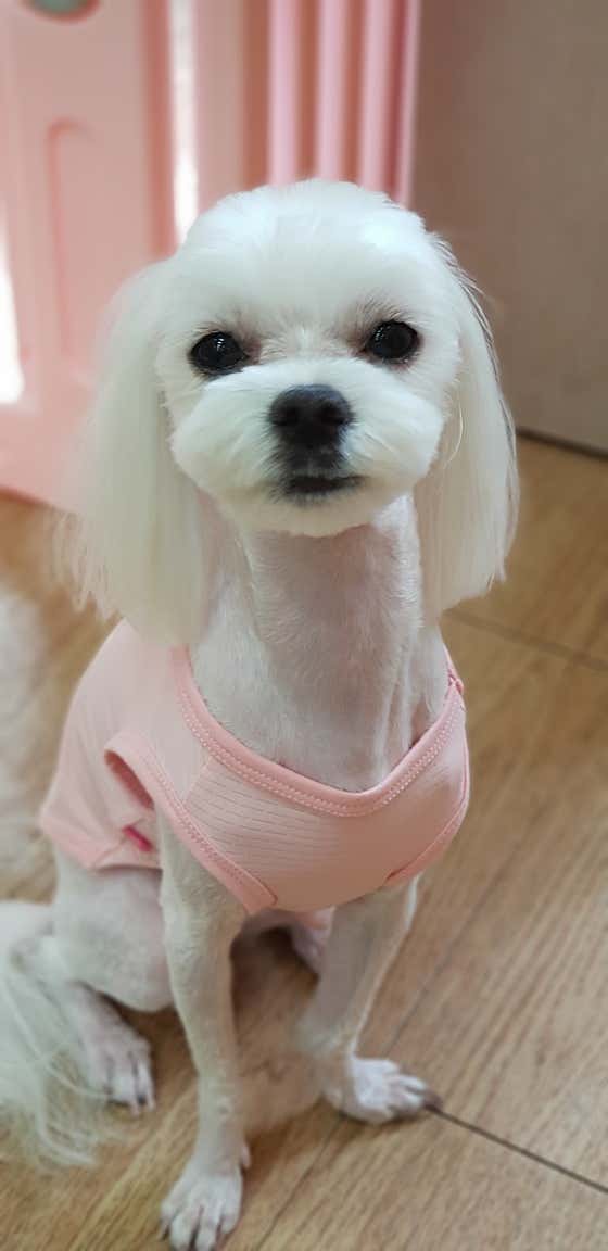 강아지미용실 · 네이버 지도·플레이스 7