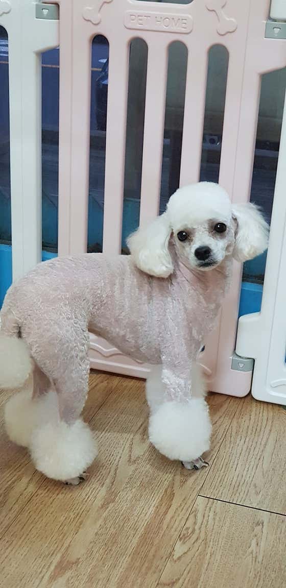 강아지미용실 · 네이버 지도·플레이스 6