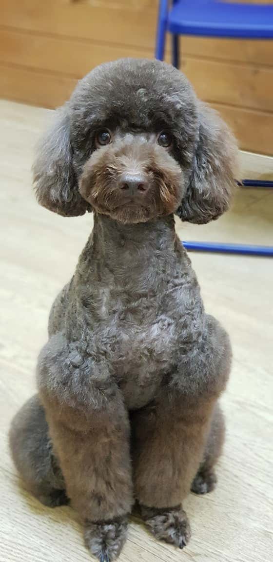 강아지미용실 · 네이버 지도·플레이스 9