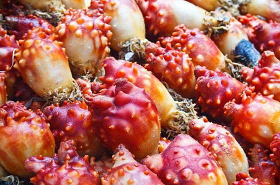 멍게 메뉴 사진(네이버)