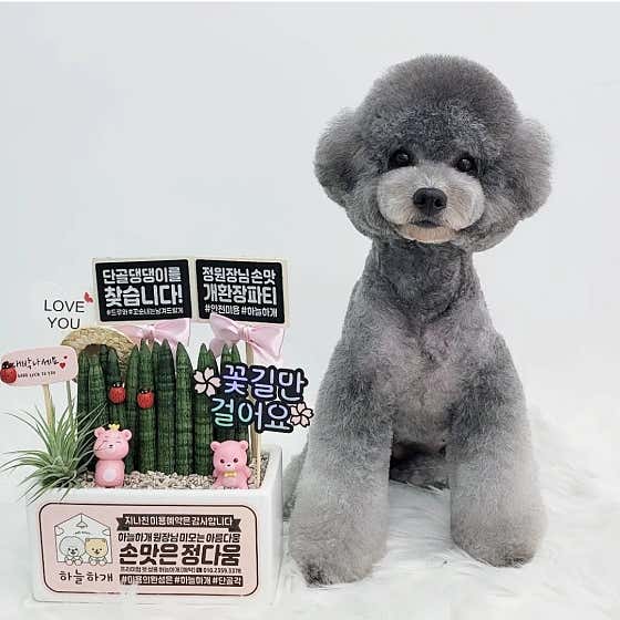 하늘하개 · 네이버 지도·플레이스 2