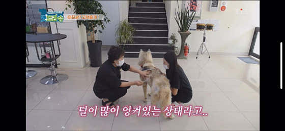 권트리머 애견모델미용실 · 네이버 지도·플레이스 4