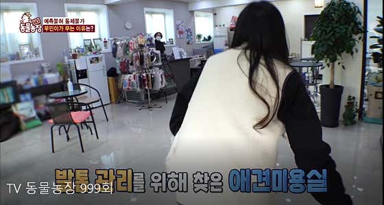 권트리머 애견모델미용실 · 네이버 지도·플레이스 3