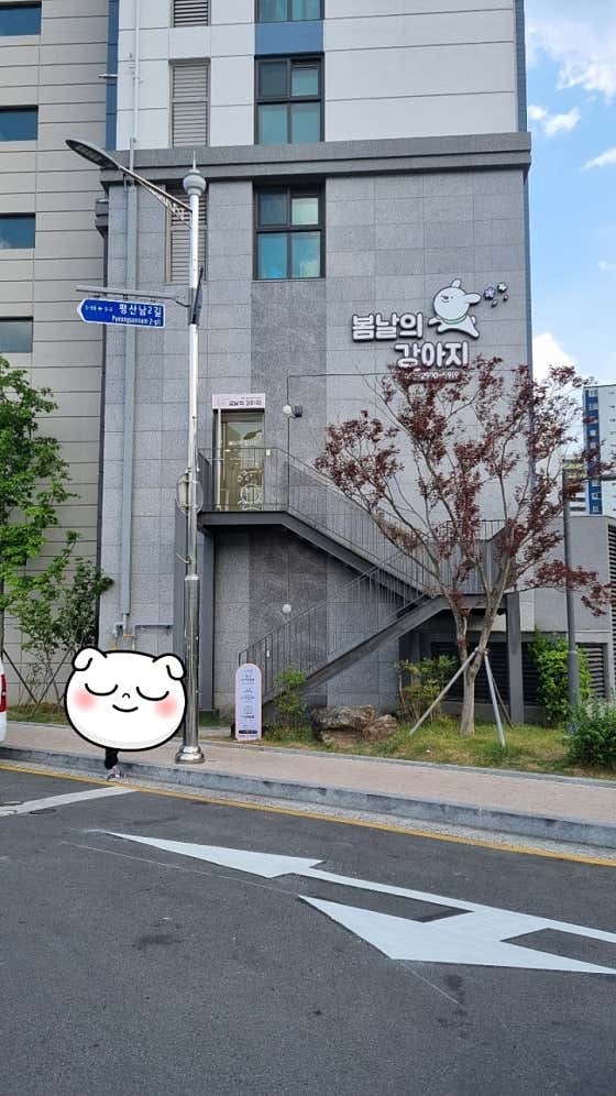 봄날의 강아지