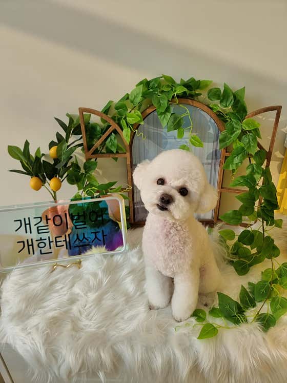 해피투개털 대표이미지