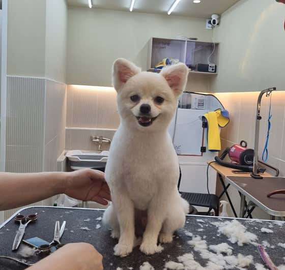 보듬반려견미용실 · 네이버 지도·플레이스 8