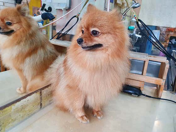 똥깡아지 · 네이버 지도·플레이스 3