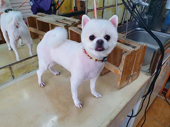 똥깡아지 · 네이버 지도·플레이스 2