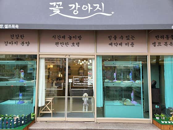 꽃강아지 · 네이버 지도·플레이스 3