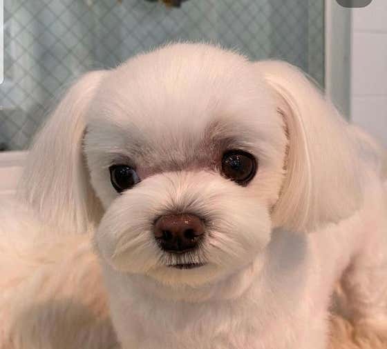 앙볼리