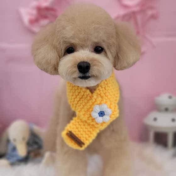 티파니펫 · 네이버 지도·플레이스 10