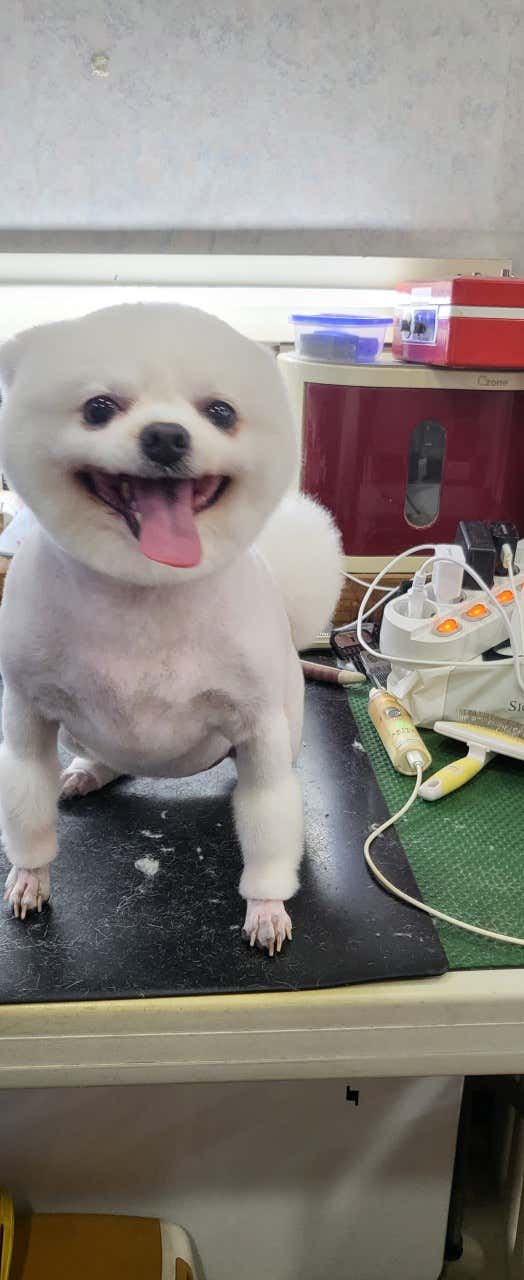멍멍이샵 · 네이버 지도·플레이스 2