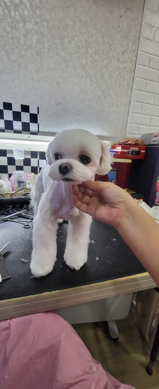 멍멍이샵 · 네이버 지도·플레이스 10