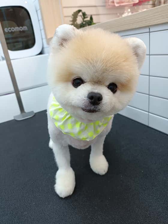 몽글펫 · 네이버 지도·플레이스 10