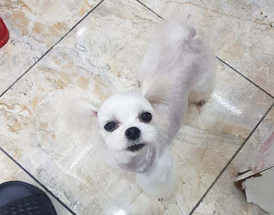 늘,예쁘개 · 네이버 지도·플레이스 9