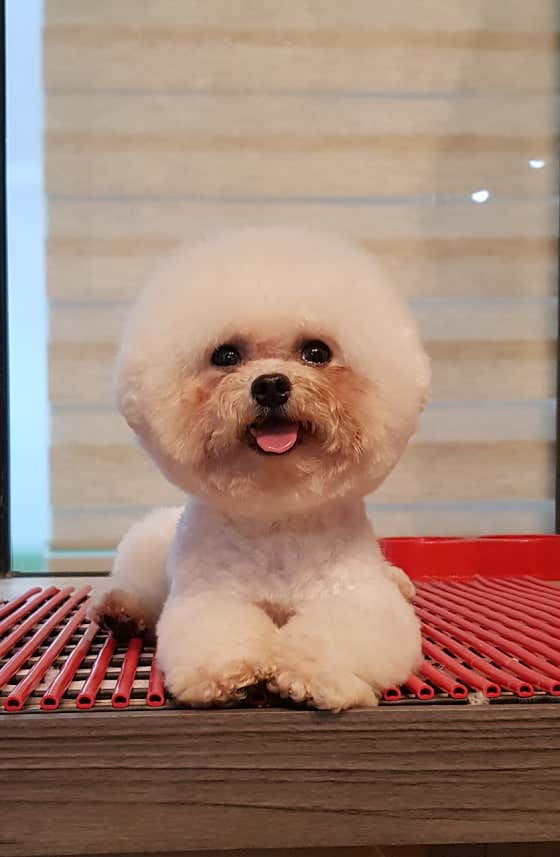 개최고