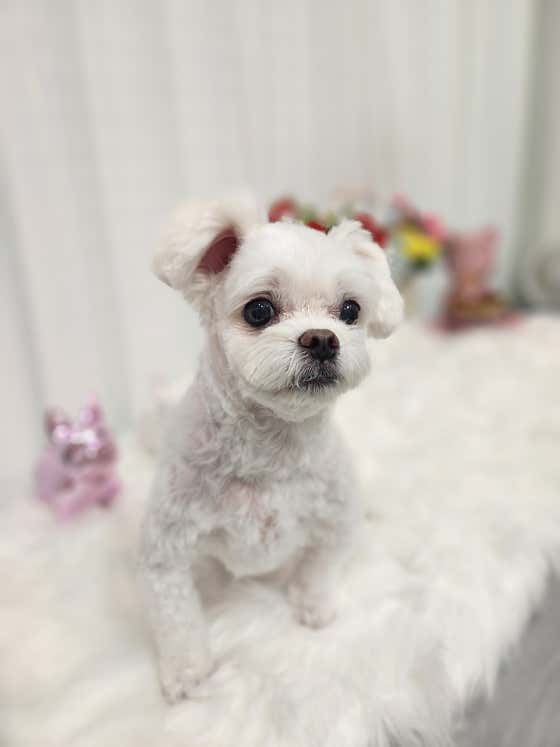 늘,예쁘개 · 네이버 지도·플레이스 4