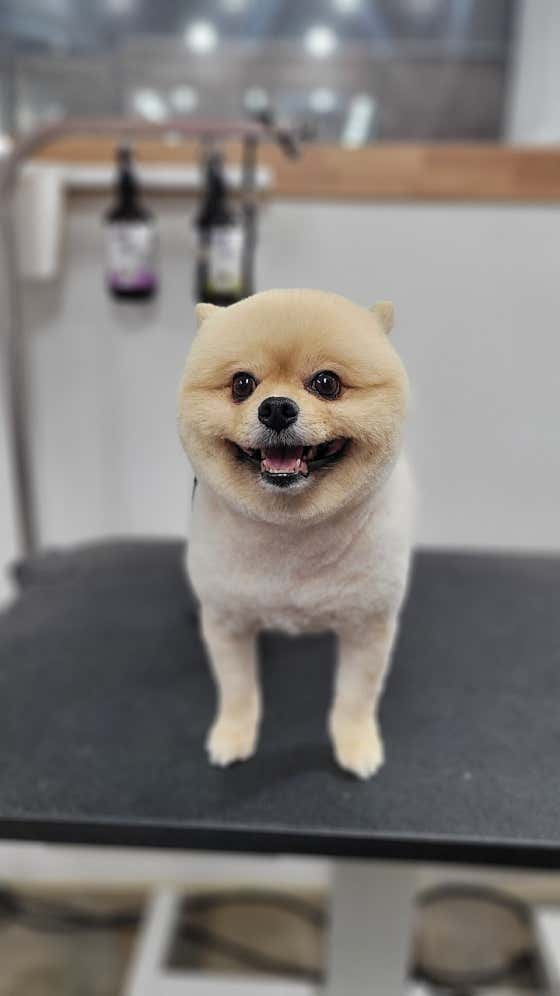 개로만족 · 네이버 지도·플레이스 9