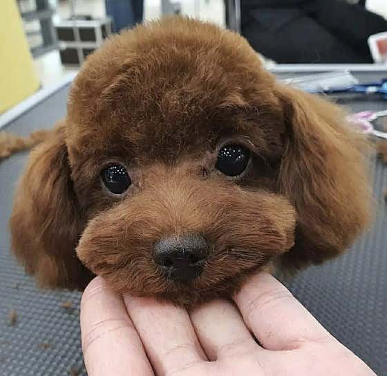 김제강아지 · 네이버 지도·플레이스 7