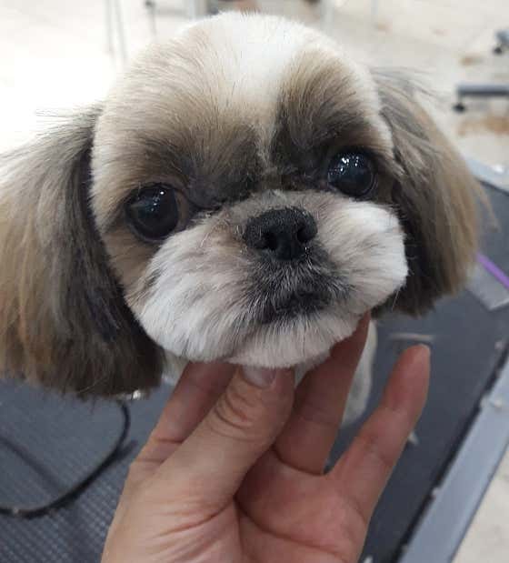 김제강아지 · 네이버 지도·플레이스 9