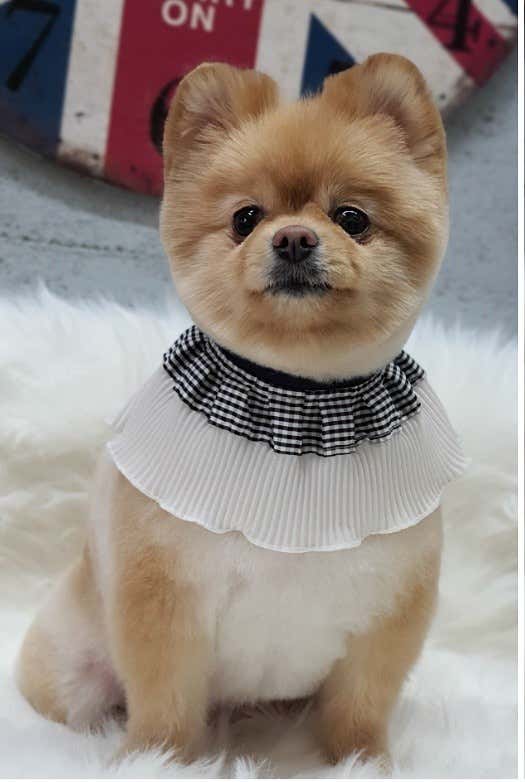 젤리즈펫 · 네이버 지도·플레이스 6