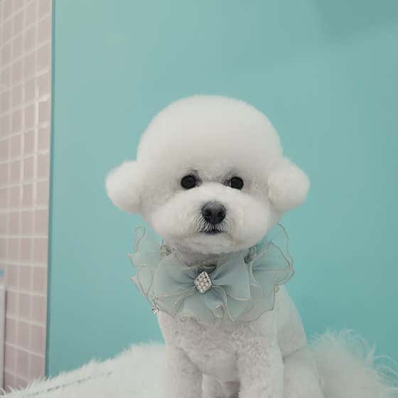 오도Dog펫살롱 대표이미지