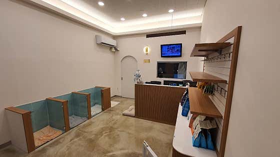 이뻐진개 · 네이버 지도·플레이스 2