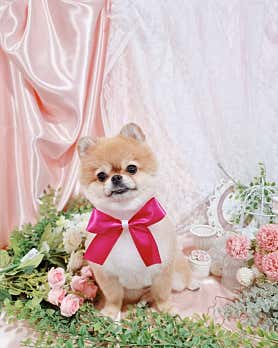 쉼아로마 (완정역) 매장 사진 4