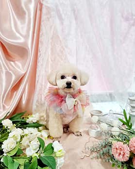 쉼아로마 (완정역) 매장 사진 5