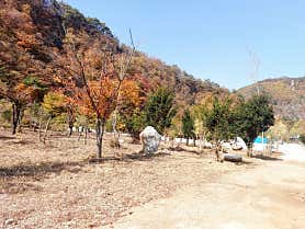 파인트리캠핑장 사진