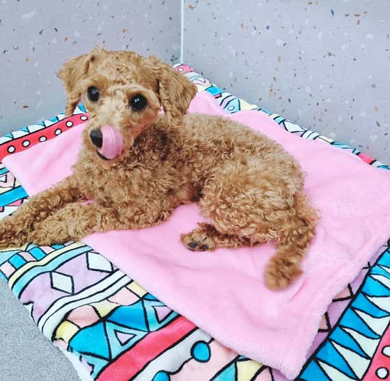 댕댕큘럼 애견유치원 · 네이버 지도·플레이스 4
