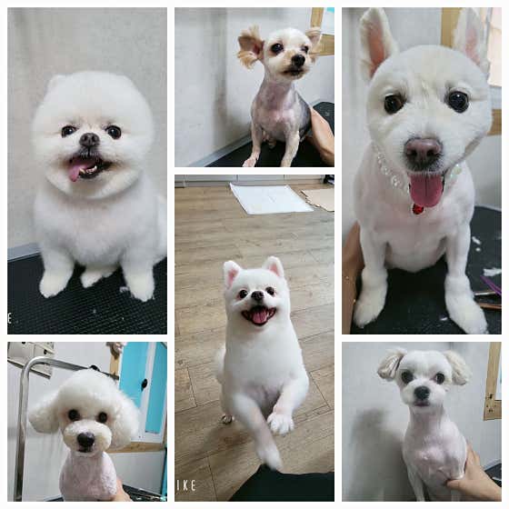 몽키매직 · 네이버 지도·플레이스 10