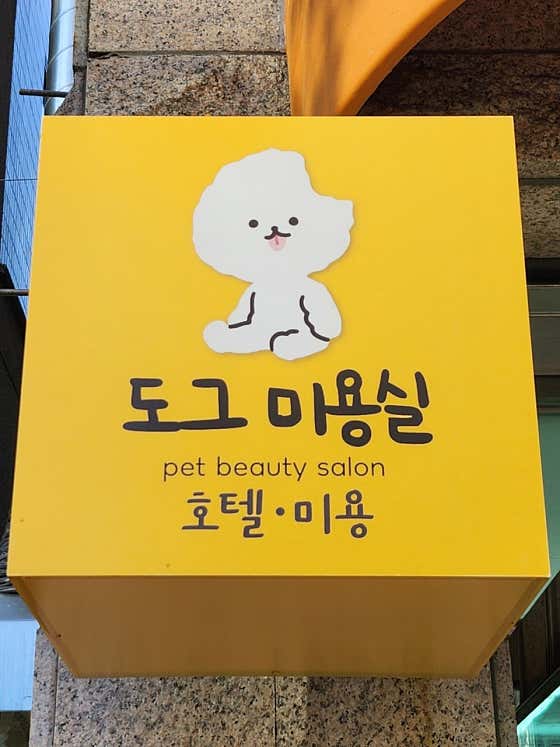 도그미용실 대표이미지