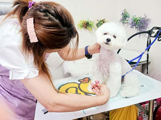 우아한개 냥이