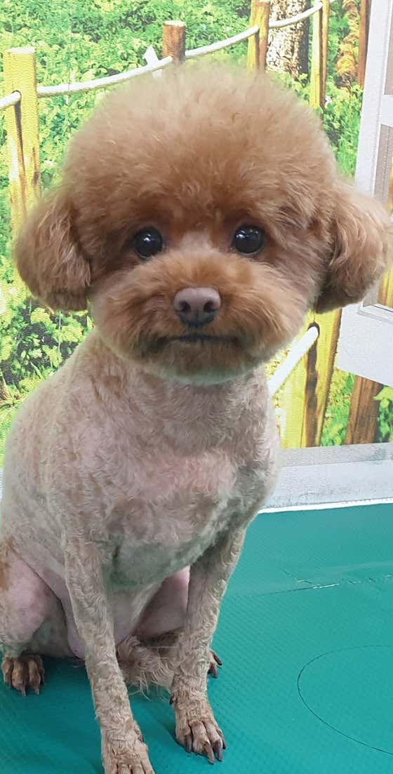 행복한강아지 · 네이버 지도·플레이스 8