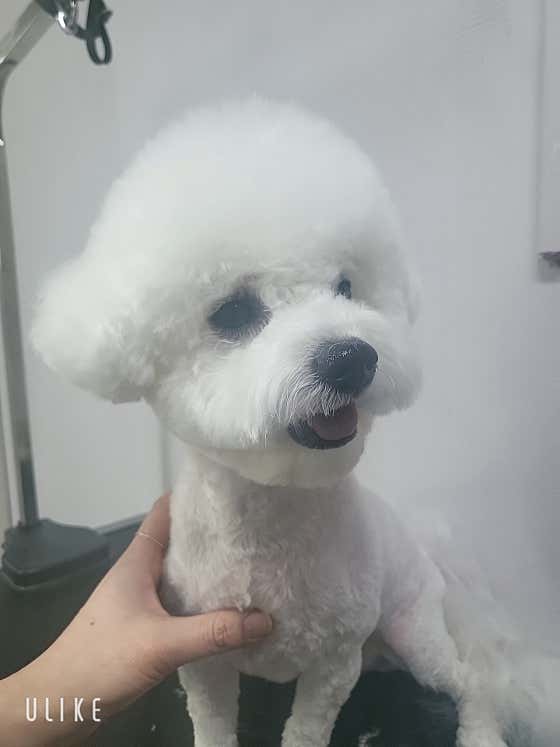 몽키매직 대표이미지