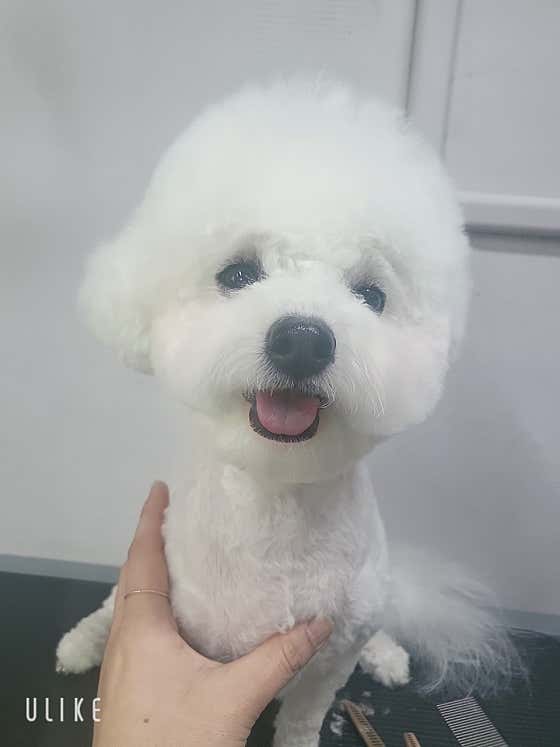몽키매직 · 네이버 지도·플레이스 2