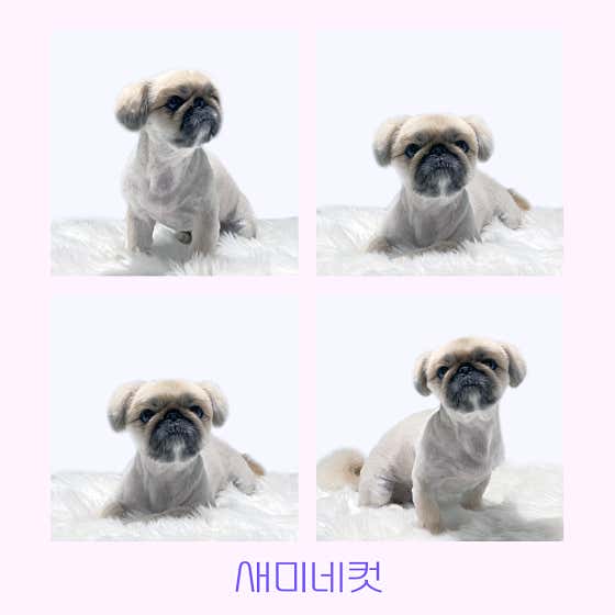 몽슈아 · 네이버 지도·플레이스 10