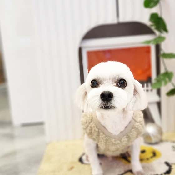 아이러브독애견미용실 · 네이버 지도·플레이스 6