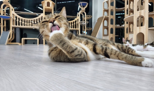 포유 대표 사진