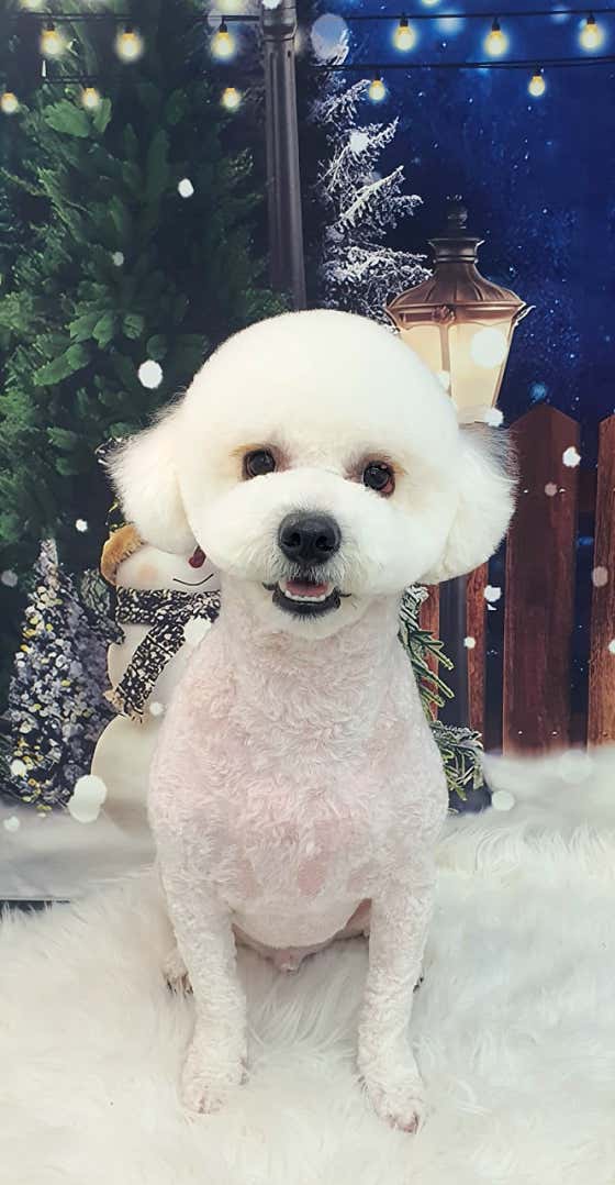 김쌤펫살롱 · 네이버 지도·플레이스 3